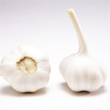 low price  hot sale fresh garlic new crop garlic pure white garlic
